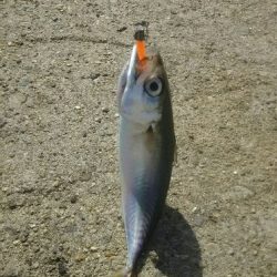 大阪湾南港アジング　朝まずめ